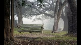 foggy forest and bird chirping with Rehan HD relaxing sound Live Stream