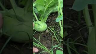 Su hào vườn nhà củ nhiều thấy ham Su hào vườn nhà củ nhiều thấy ham