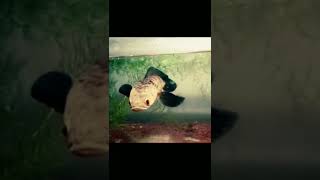 story' wa chana maru yellow sintarum/chana maru ys