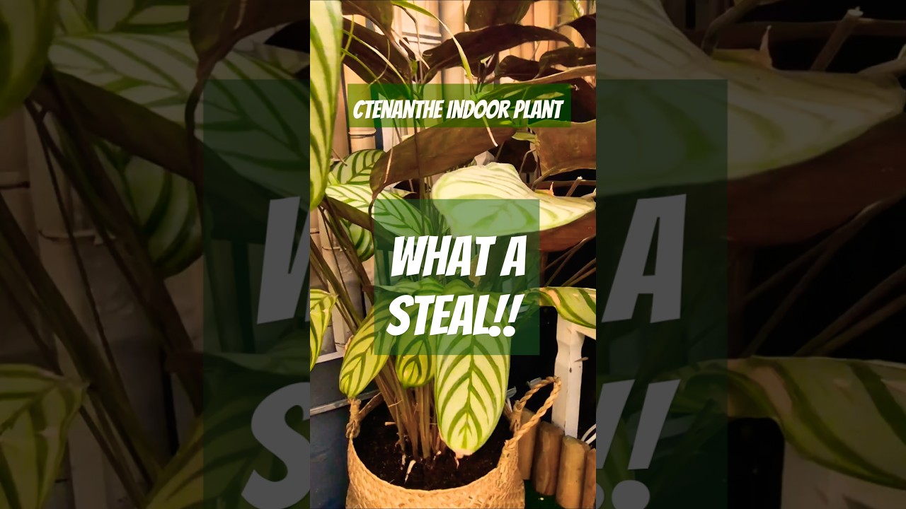 Amazing Value Tropical Plant | Ctenanthe added to Tropical Garden but will it survive? 