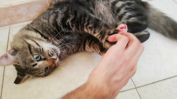 Quali sono i gatti più giocherelloni?