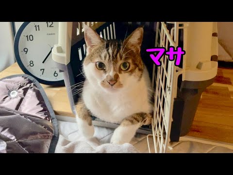【猫と車中泊】雨が強すぎて…。キャンピングカーのようにDIYしたハイエースで自宅RVパーク！
