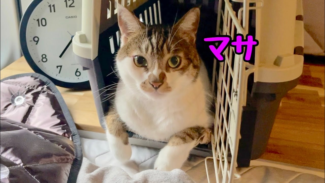 Дождь был такой сильный... Мы с котом остановились в машине на парковке возле дома.