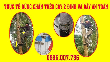 Thực Tế Dùng Chân Trèo Cây 2 Đinh Và Dây An Toàn Trên Cao Dụng Cụ Trèo Cây Bắt Ong Hái Lan Giá Rẻ