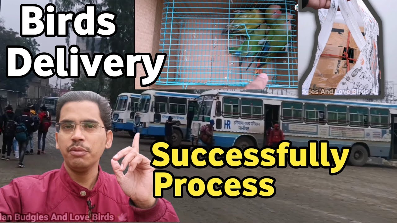 Birds Delivery Successfully Process Birds को कैसे भेजते हैं How to