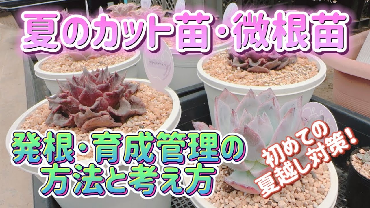 Succulent Summer Rooting Care] Managing and Growing Cuttings and