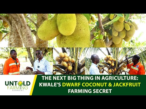THE NEXT BIG THING IN AGRICULTURE: KWALE'S DWARF COCONUT & JACKFRUIT FARMING SECRET