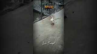 Terpleset Nih.... Tolong Dong Aahh... Malu