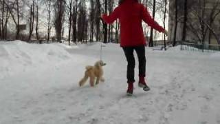 Жаклин на прогулке! Жаклин на прогулке!