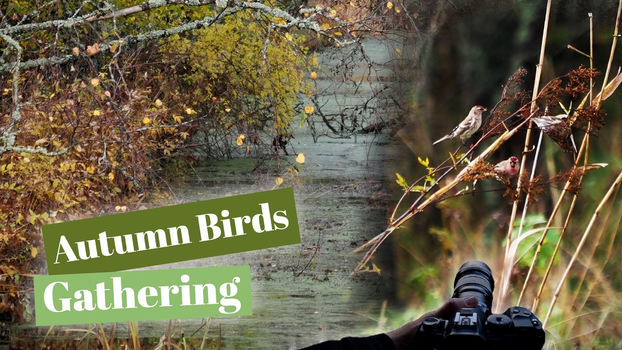 Redpolls, Wigeons — and an Unexpected Amount of Poo