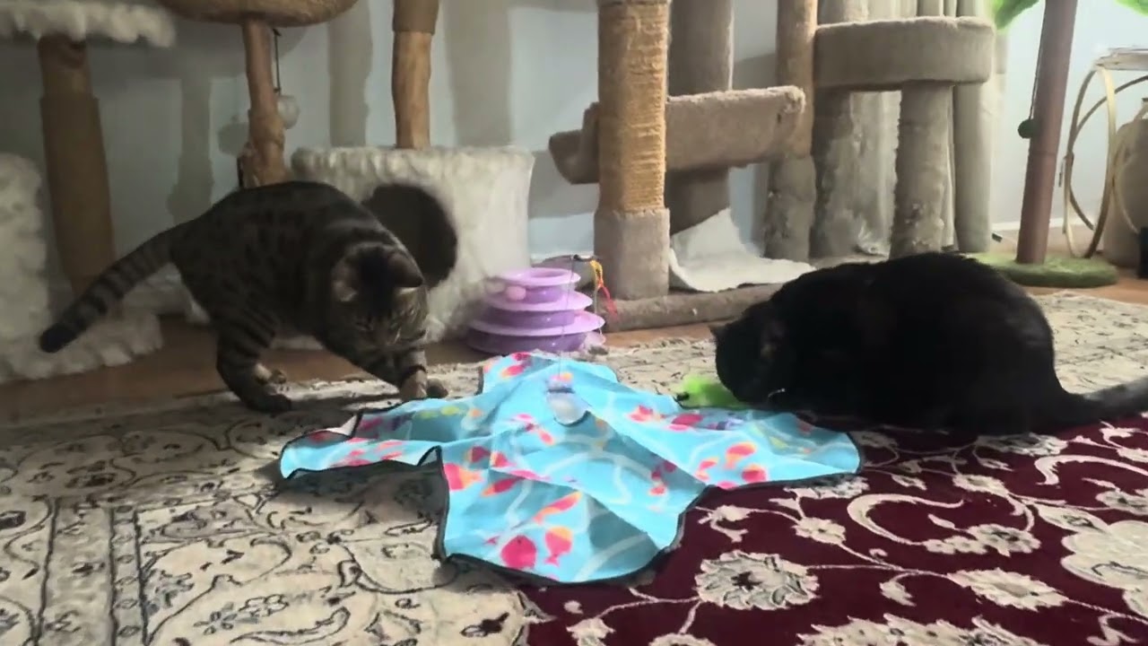 New toy and they love it