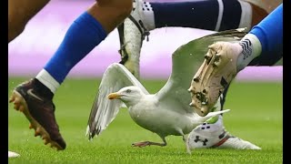 Seagull invades pitch during Scotland - Italy