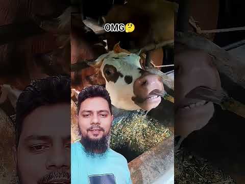 ডিজিটাল গরু 😂 #trending #মর্নিং2pmরেজাল্ট #funny #viral