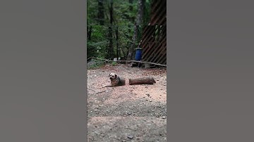 Confusing Perspective 🥴🥴 v50