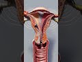 The female reproductive system is a beautifully coordinated network of organs