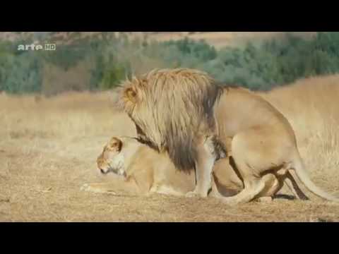 Die außergewöhnlichsten Tiere der Welt Doku 2017