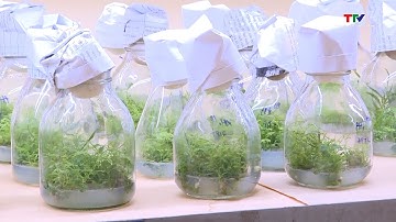 Ứng dụng khoa học và công nghệ trong sản xuất giống keo