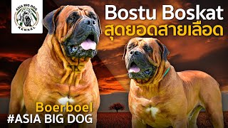 BOSTU BOSKA หายากที่สุดใน South Africa หนึ่งเดียวในประเทศไทย / ASIA BIG DOG