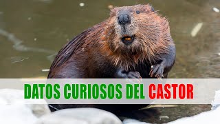Castor | Datos curiosos de animales Castor | Datos curiosos de animales