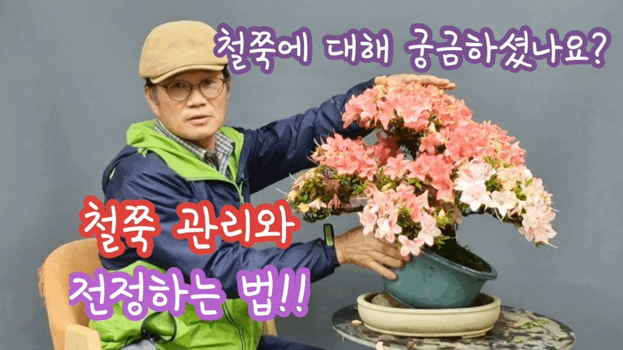 철쭉관리와 전정하는법