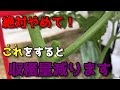 【ミニトマト】プランター栽培で初心者がやりがちな、やってはいけないこと教えます。　【家庭菜園】