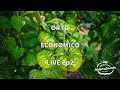 Guida Orto Economico Ep 2 Come e Perché utilizzare la CENERE | Produciamo Naturalmente dal vivo.