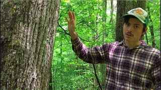 Tree Talk: American Basswood