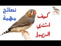 نصائح مهمة قبل شراء طيور الزيبرا فينش     