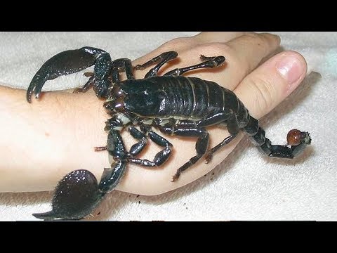 10 Most Dangerous Insects In The World