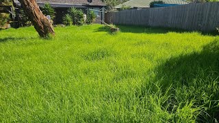 Is this a BACKYARD or a PADDOCK? - Satisfying lawn mowing