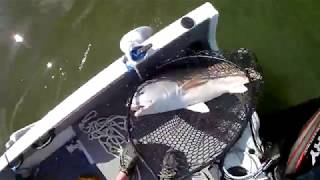 Catching a Bull Red fishing under a bridge in Beaufort South Carolina