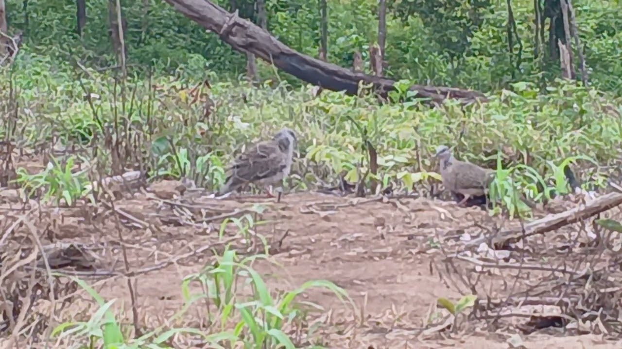 Cu gáy phạm ấn.thứ năm-18-9-2025.rừng phước chính.tỉnh ninh thuận(khánh hòa)