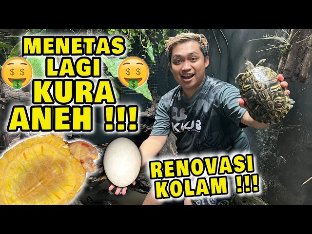 DAPET KURA ANEH DALAM TANAH SAAT LAGI RENOVASI KOLAM | ADA YANG MAU ??? class=