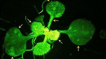 Real-Time Ca2+ Imaging of Arabidopsis Exposed to VOCs From Insect-Damaged Plants