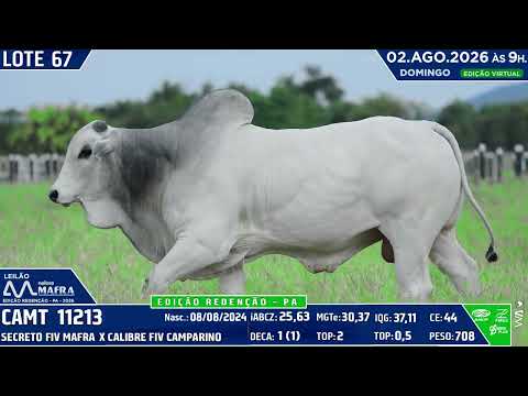 LOTE 67