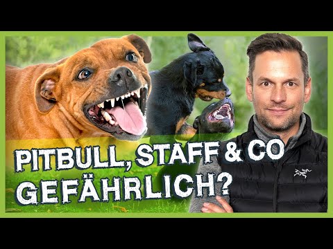 Video: Wie nennt man einen Pitbull & Bull Mastiff Mix?