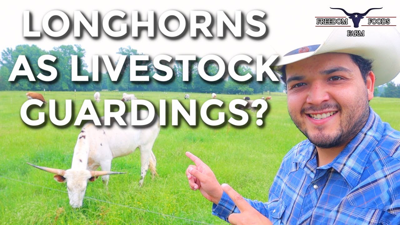 Can You Use Texas Longhorns As Livestock Guarding Animals?