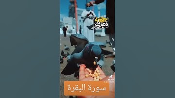 سورة البقرة #quran #دويتو #دعاء #duet #صباحالخير #تيك_توك #دعاءمستجاب #لايك #حالاتواتس #حالات_واتس