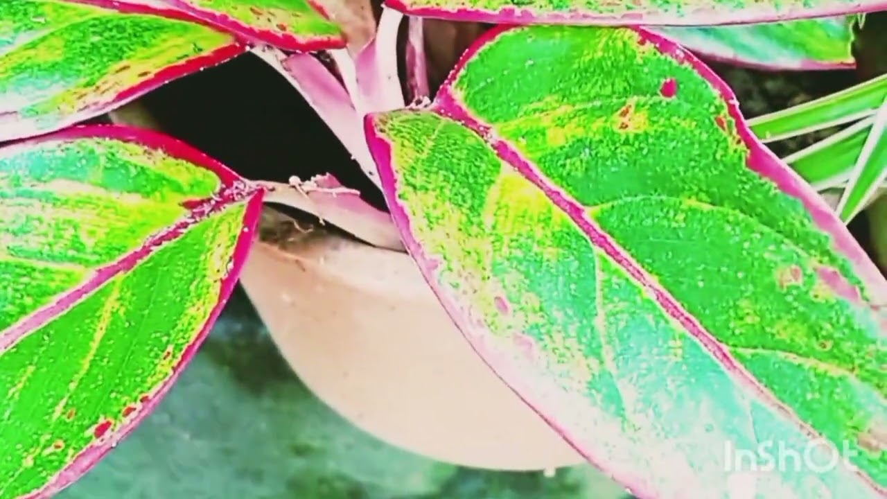 நம்ம வீட்டு தோட்டம் part 3