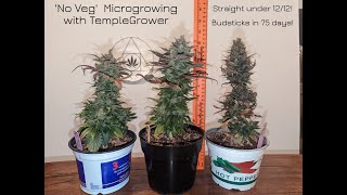 Update 3/Day 22 - SEX - MicroGrowing Cannabis with TempleGrower - No Veg/Straight Under 12/12