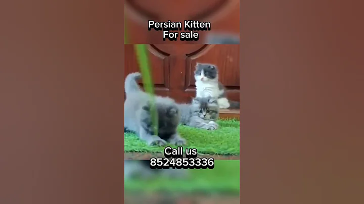 Watch the video about "Russian Blue" - PERSIAN KITTEN [Available Now] Cute & Fluffy ❤️ | KristyPetsTN91 Vlog #catlovers