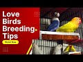 Love birds   birds breeding tips  ali bhai birds  cage