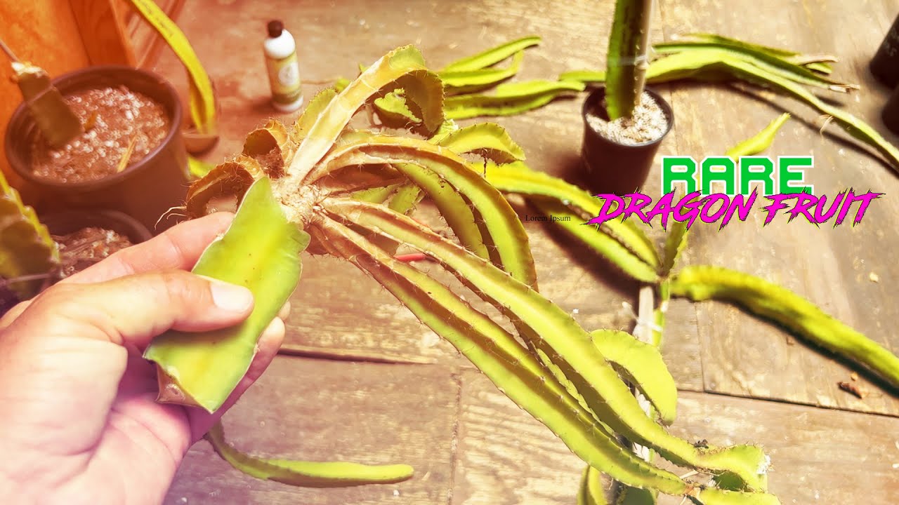 DeGrafting DRAGON FRUIT Seedling Grafts / VermisTerra Vitality / STRATEGY For ROOTING GRAFTS