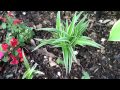 Plants to Grow in Shade Under Trees - Low Maintenance Plants to Grow in Shade Under Trees - Low Maintenance