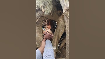 pria ini menemukan sarang burung d pohon besar#shortvideo