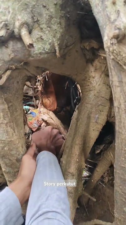pria ini menemukan sarang burung d pohon besar#shortvideo