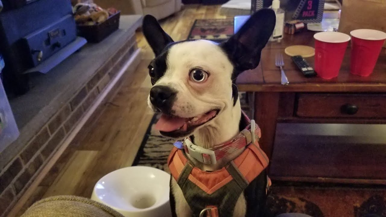 Oreo Loves Her Tennis Ball Throwing Machine!