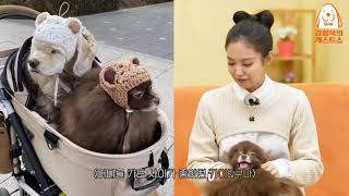 Jennie reveals that her little dog kai died 😢