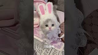 Check Out My Adorable Kitten