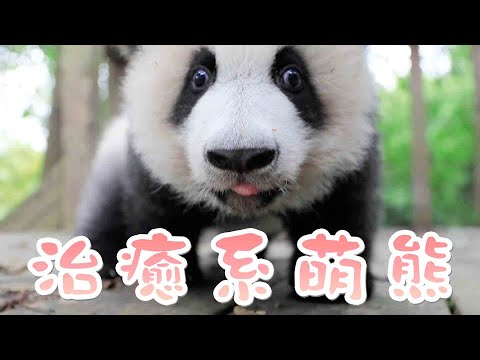《熊貓主題趴》擁有治癒魔法的萌糰子們 | iPanda熊貓頻道